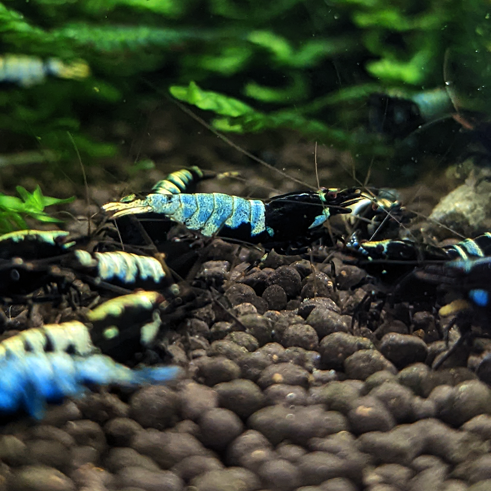 Black Pinto Shrimp
