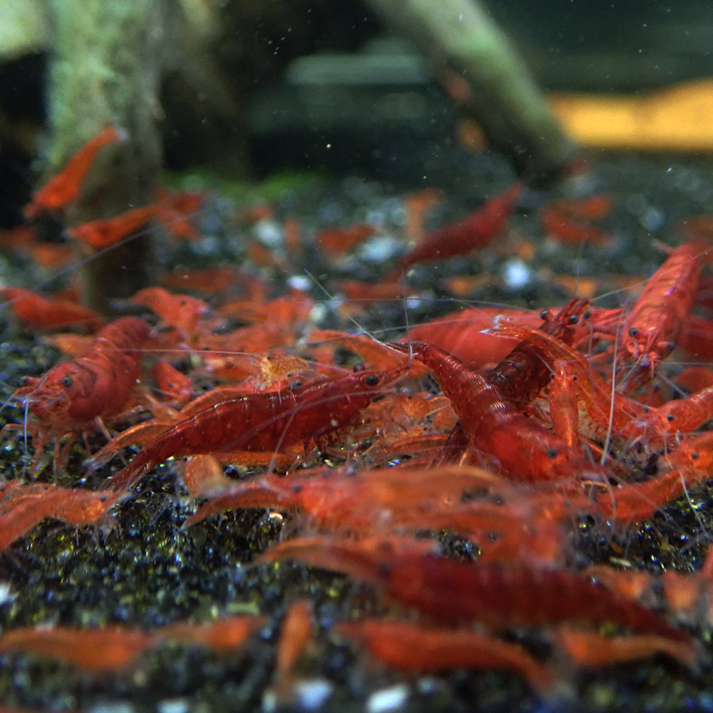 Bloody Mary Neocaridina Shrimp