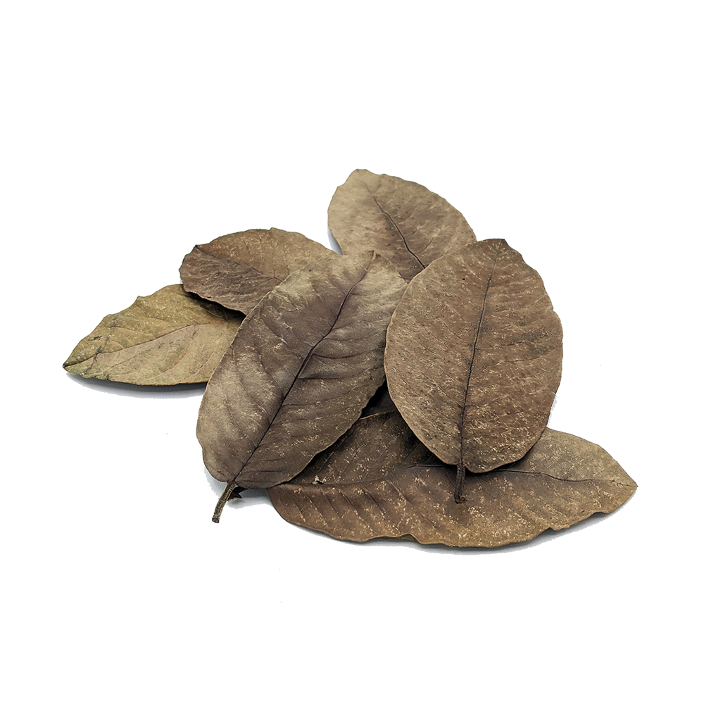 Guava Leaves