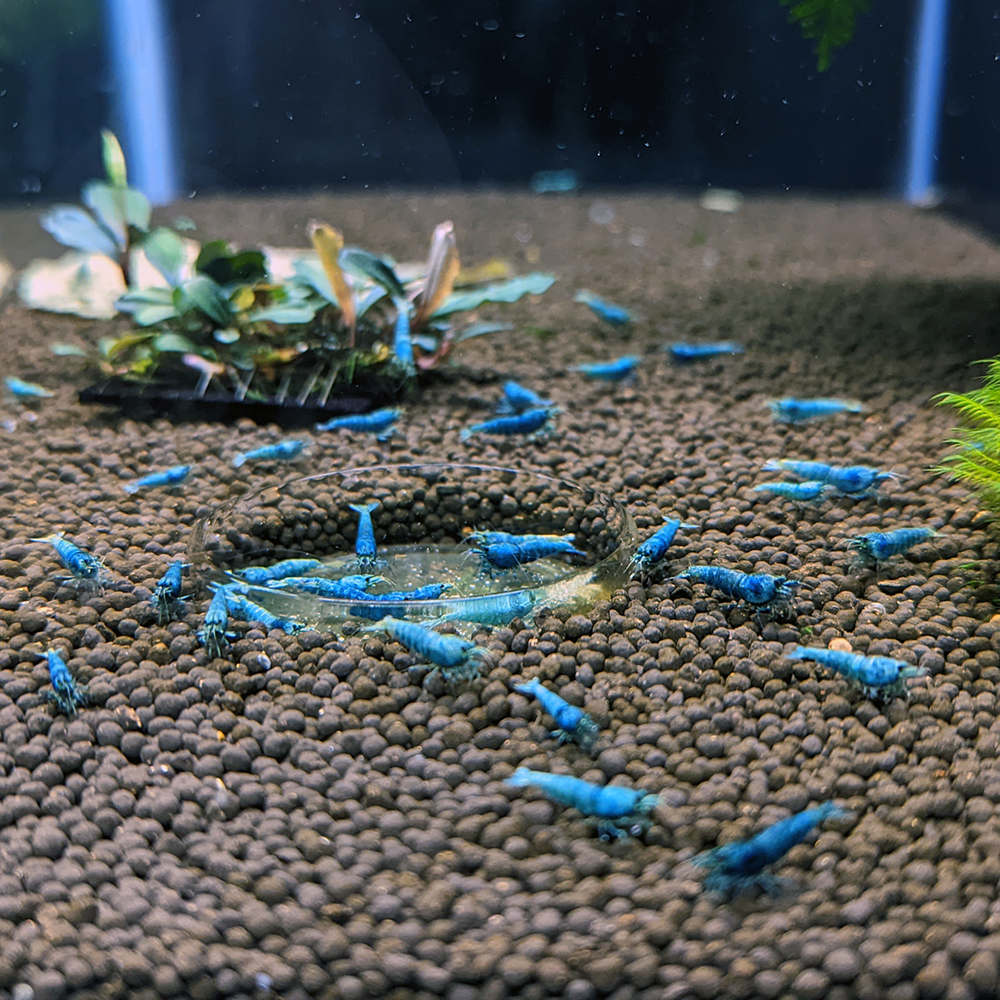 Blue Bolt Shrimp
