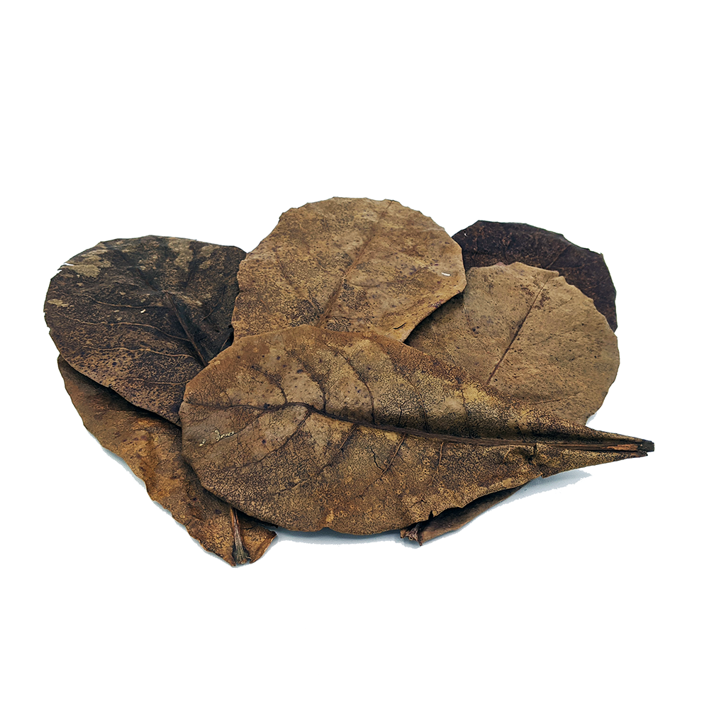 Indian Almond Leaves (Catappa Leaves)