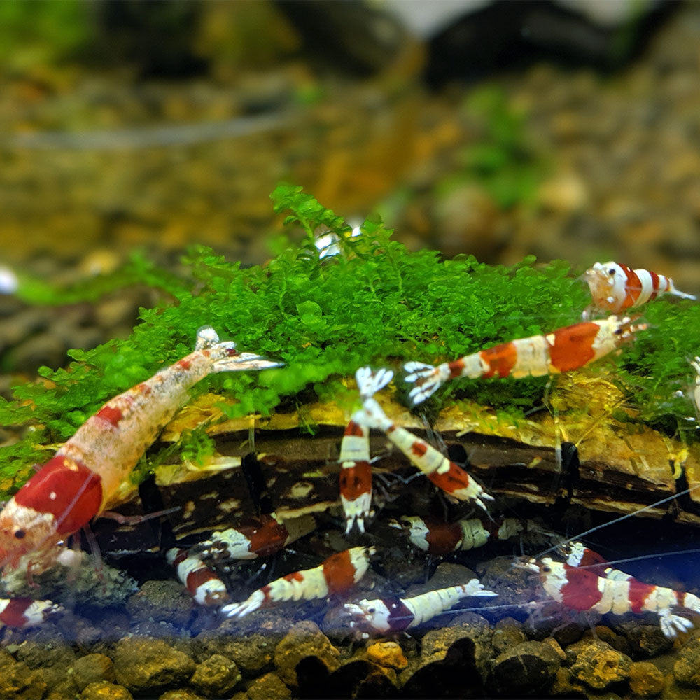 Jungermannia Truncata "Jade Lotus" Moss