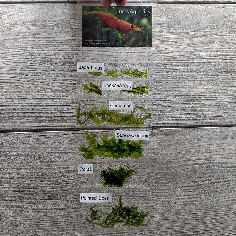 Moss Variety Pack