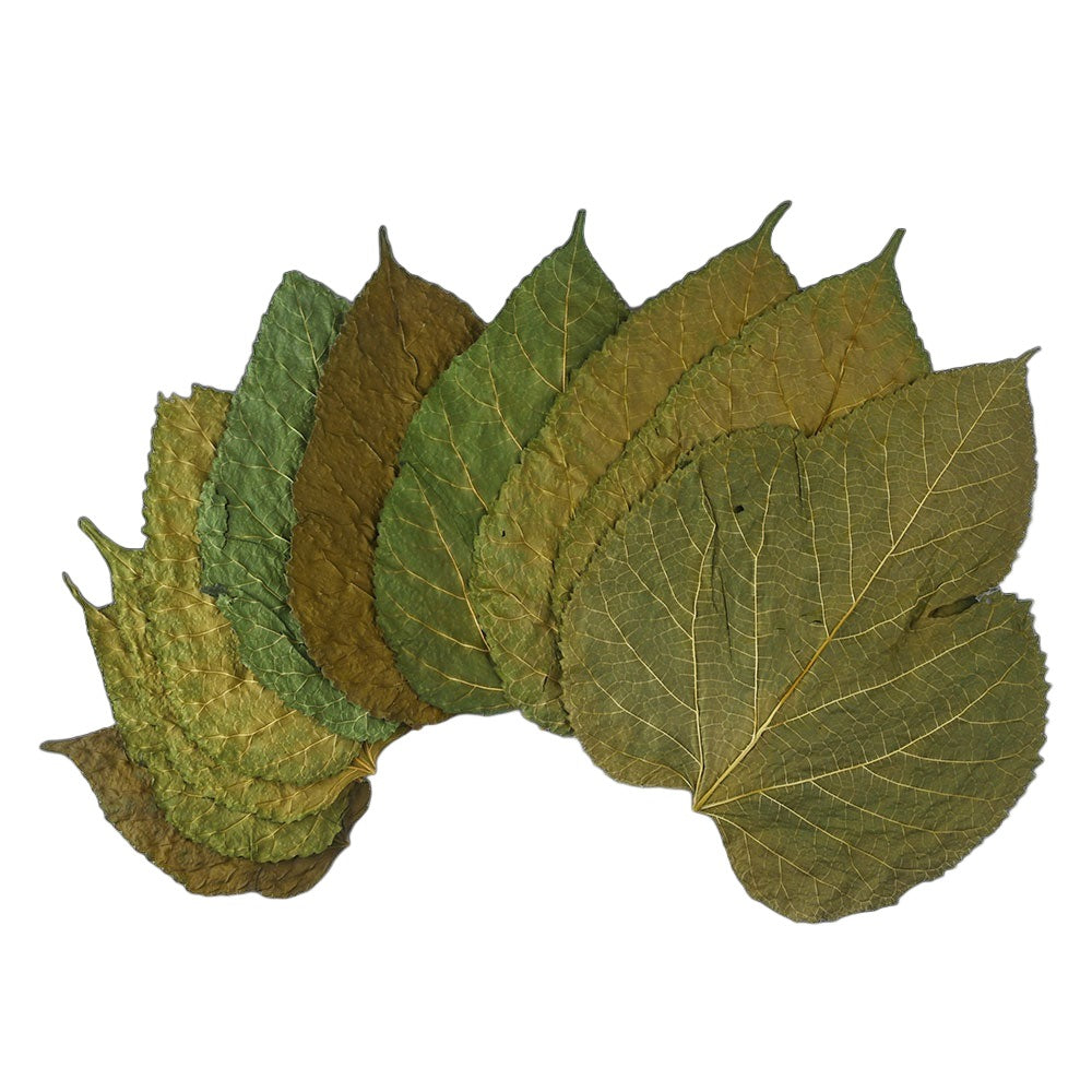 Mulberry Leaves