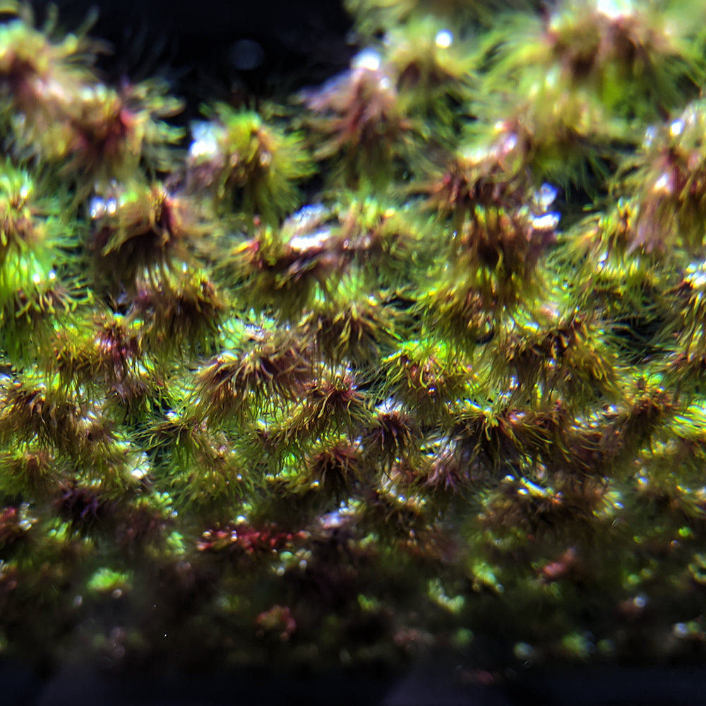 Purple Fringed Riccia