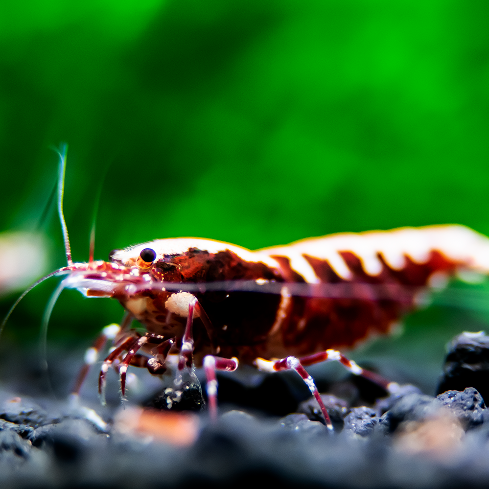 Red Pinto Shrimp (Fishbone)