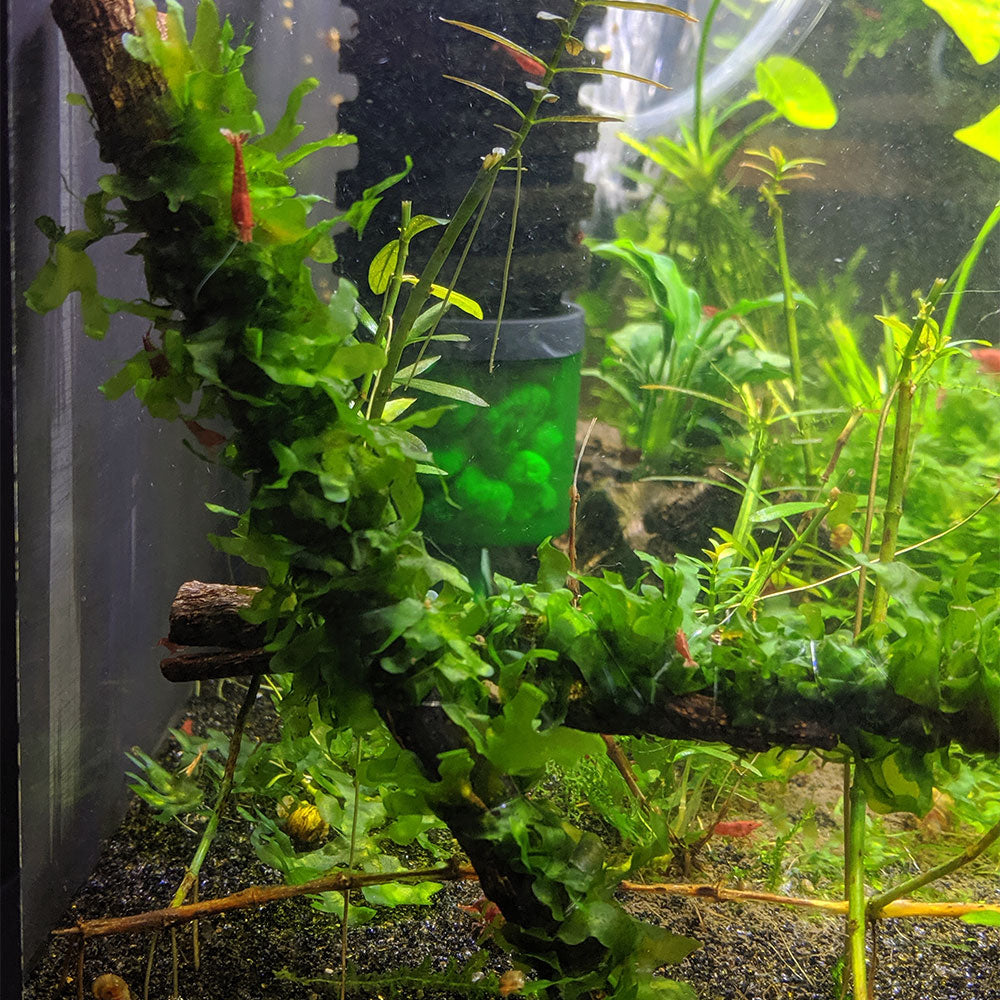 Subwassertang on Catappa Bark