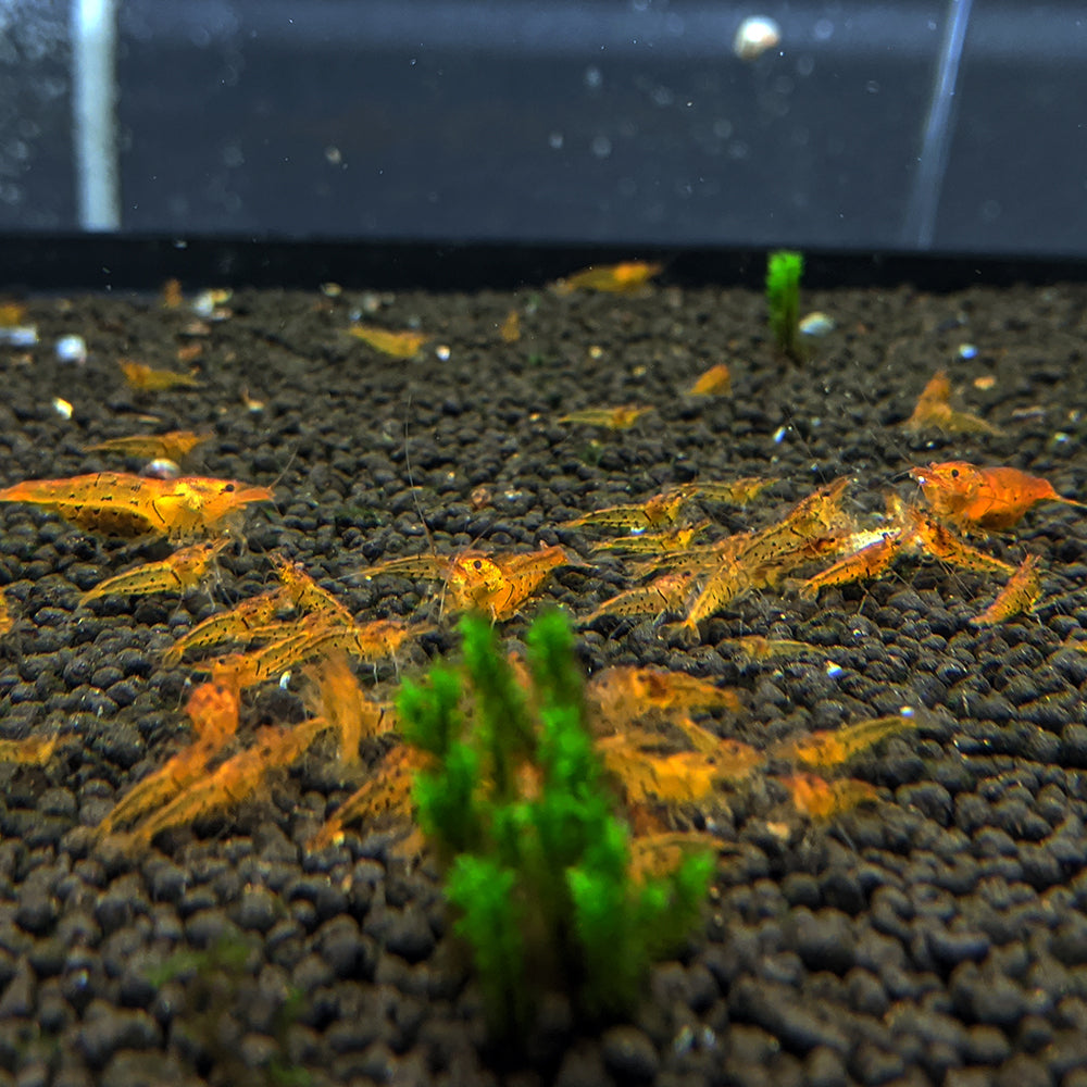 Tangerine Tigers (Caridina Parameters)