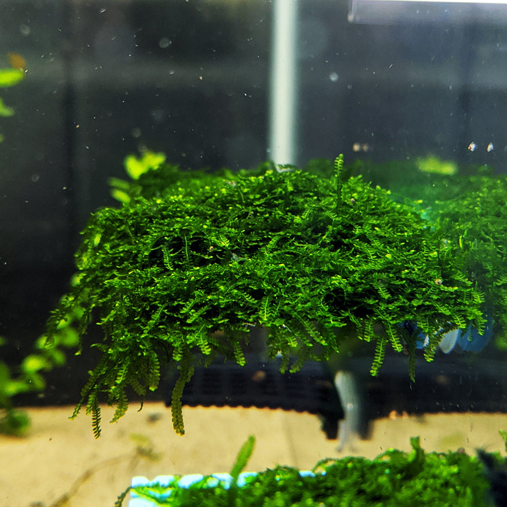 Mini Weeping Moss
