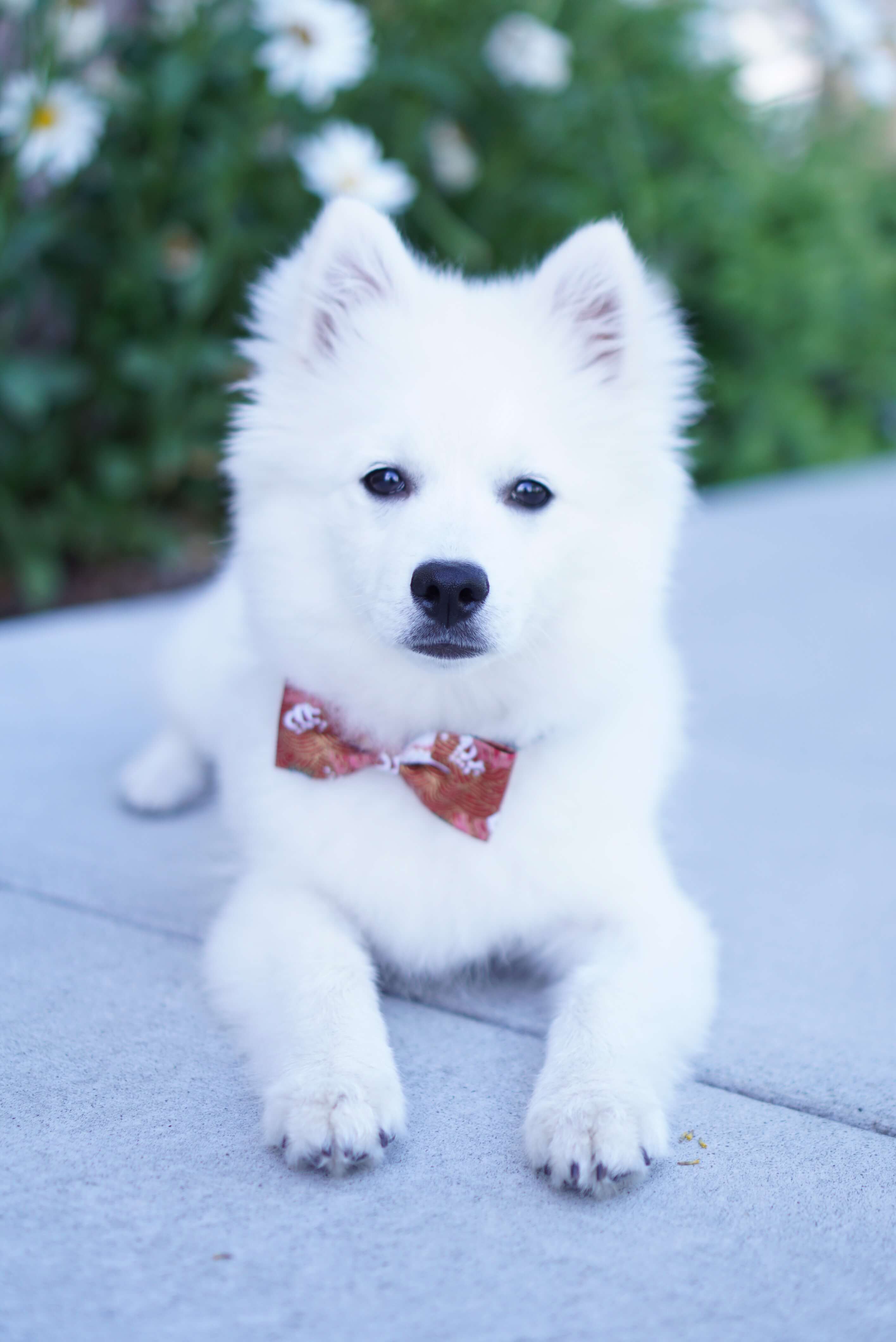 Fur-ever in Love Pet Bowtie | Red & Gold Chinese Bowtie for Dogs and Cats