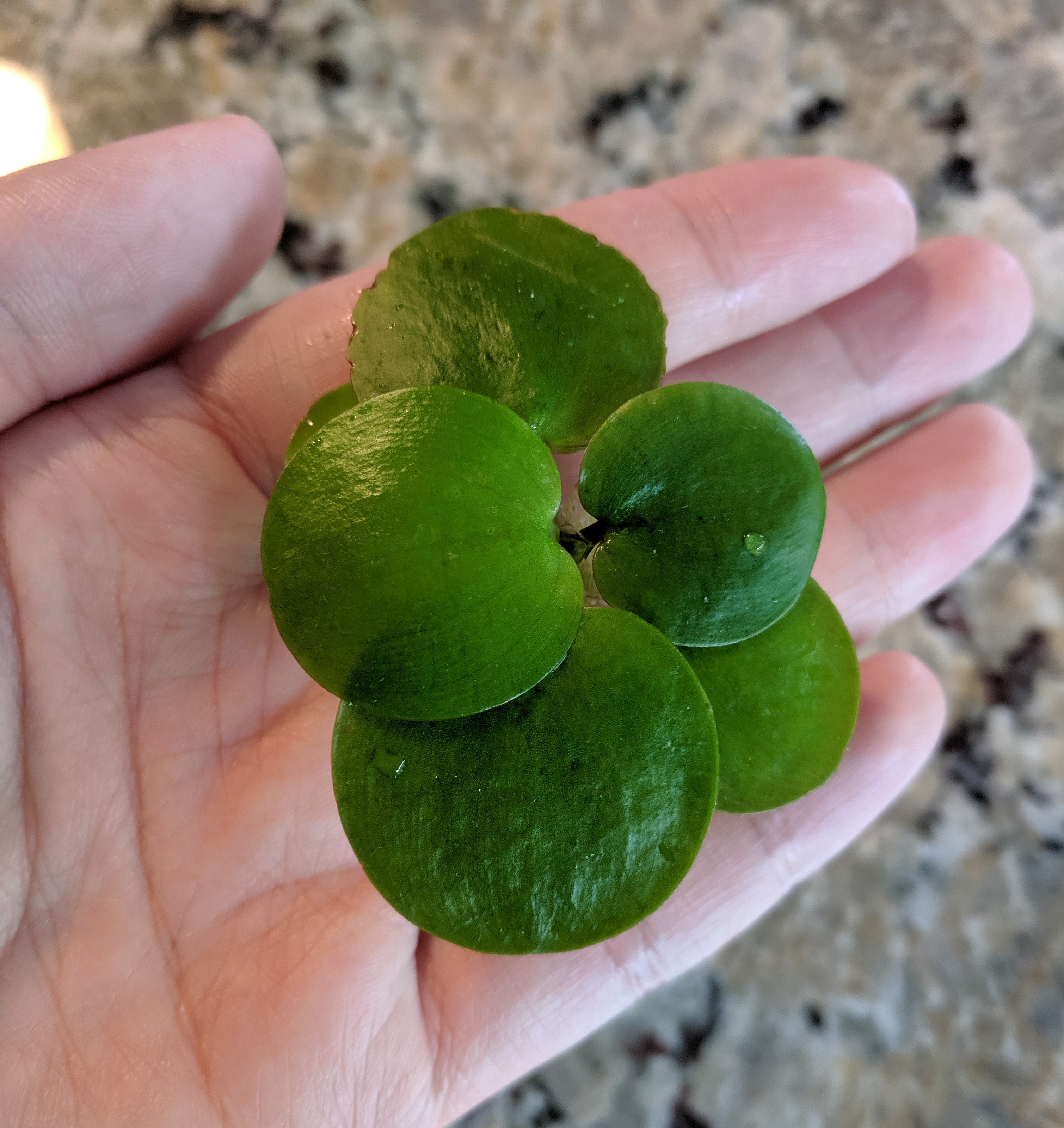 Large Amazon Frogbit, Limnobium laevigatum, Smooth Frogbit, Floating Plants