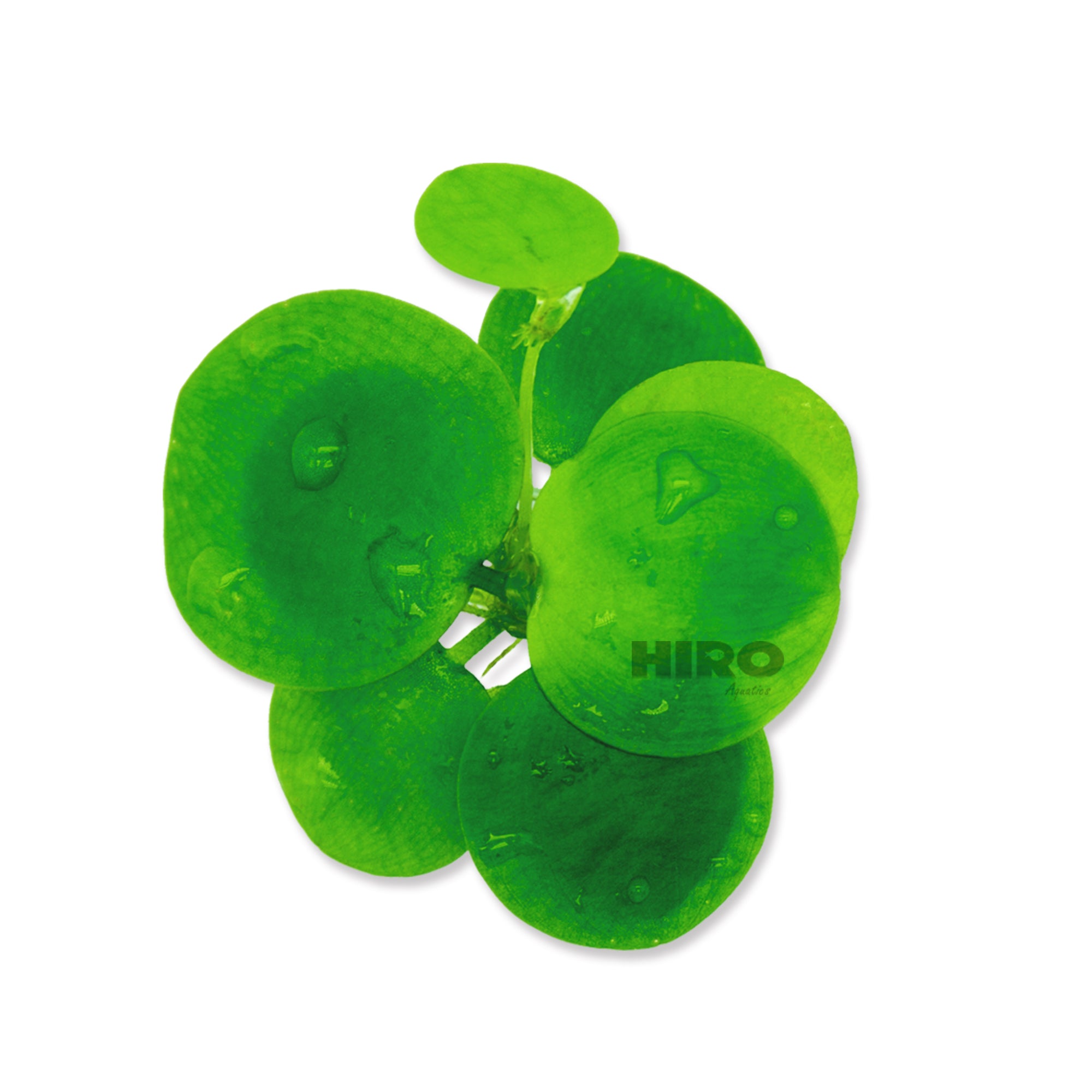 Amazon Frogbit, Limnobium laevigatum, Smooth Frogbit, Floating Plants