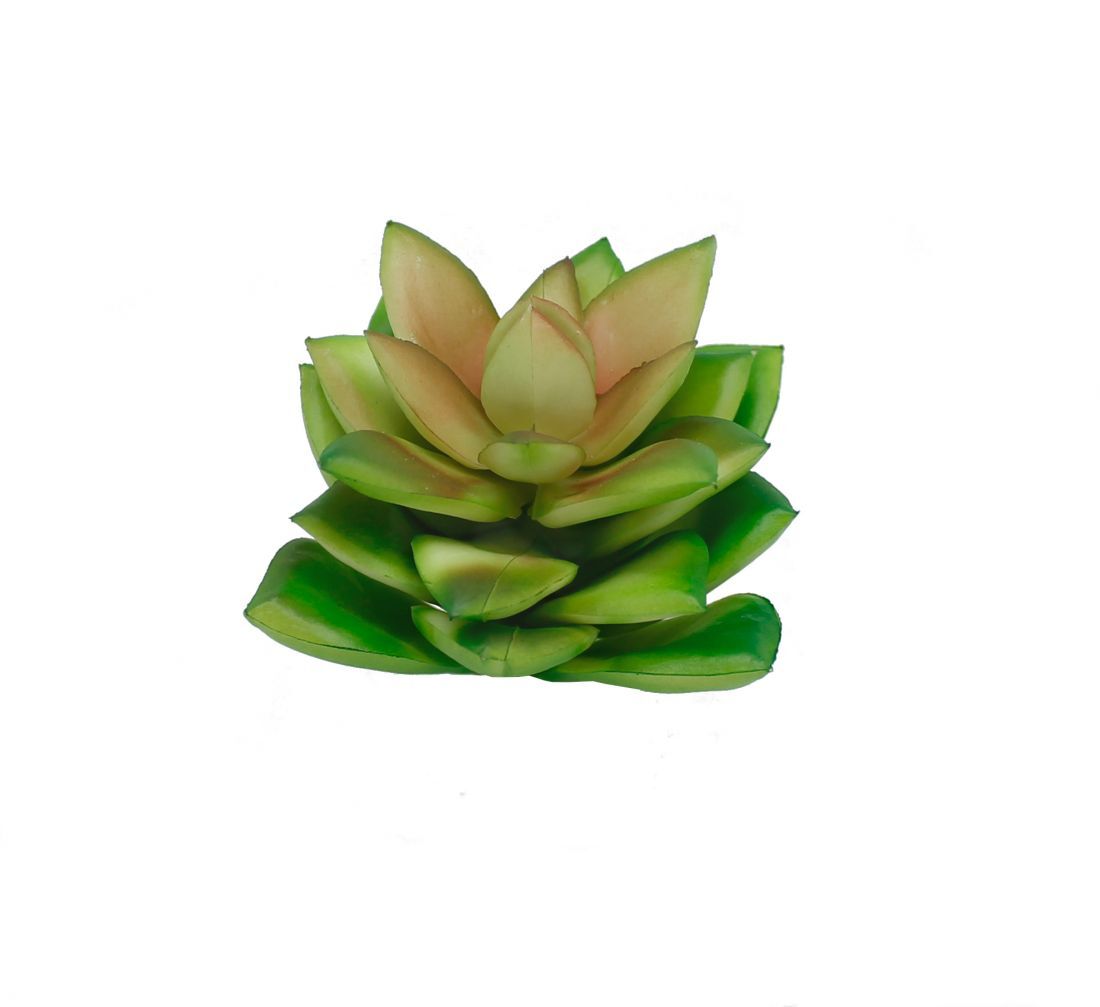 Botanicals - Succulent