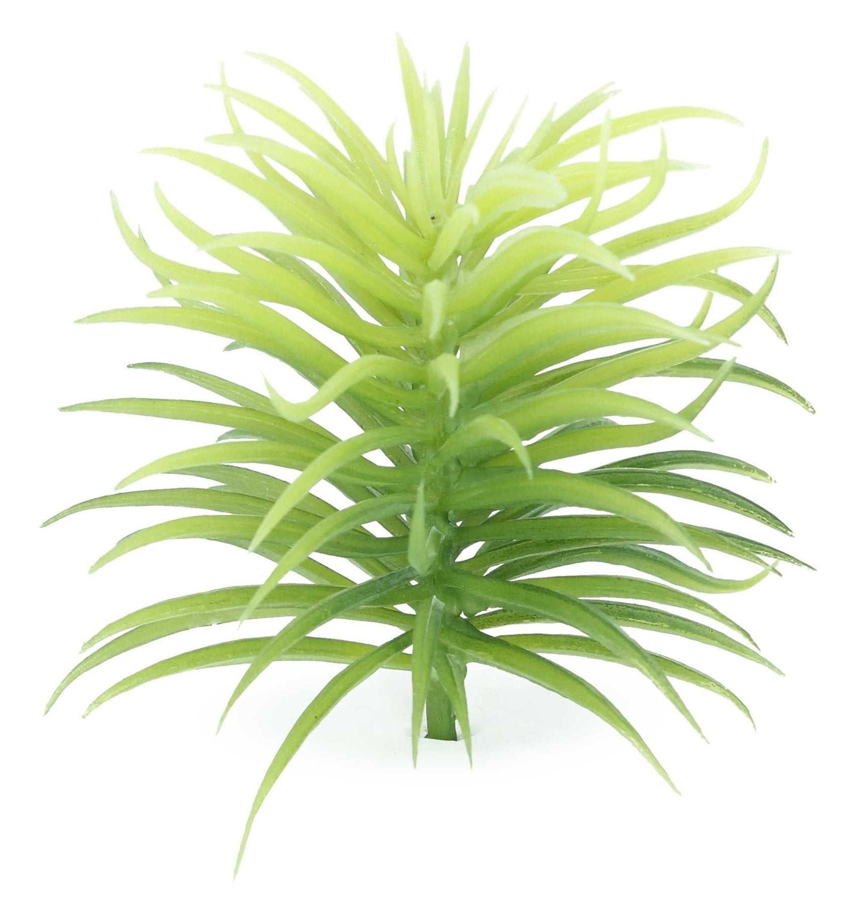 Botanicals - Succulent