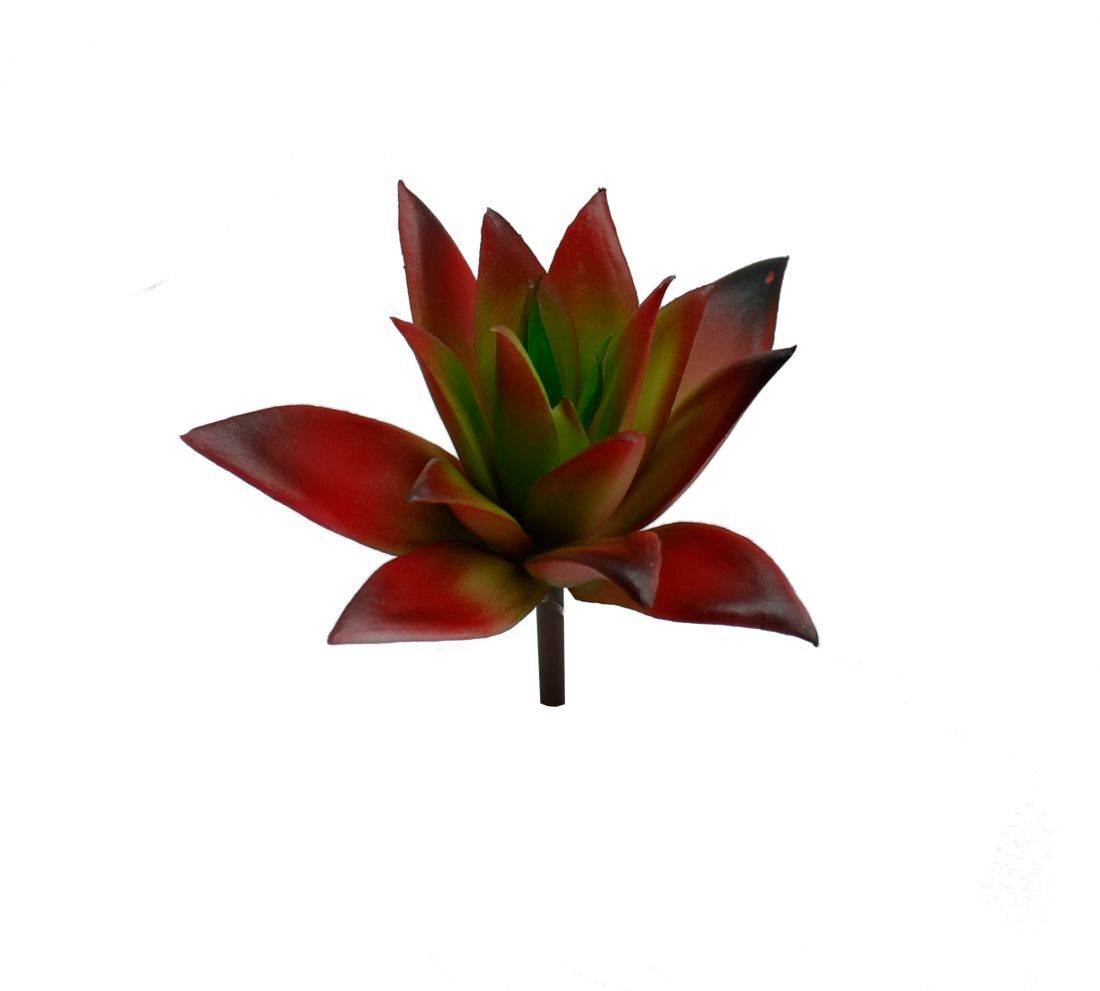 Botanicals - Succulent