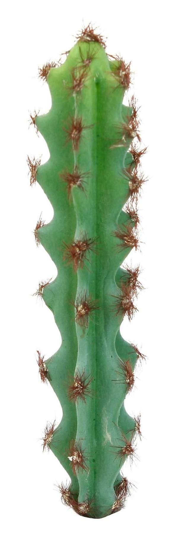 Botanicals - Succulent