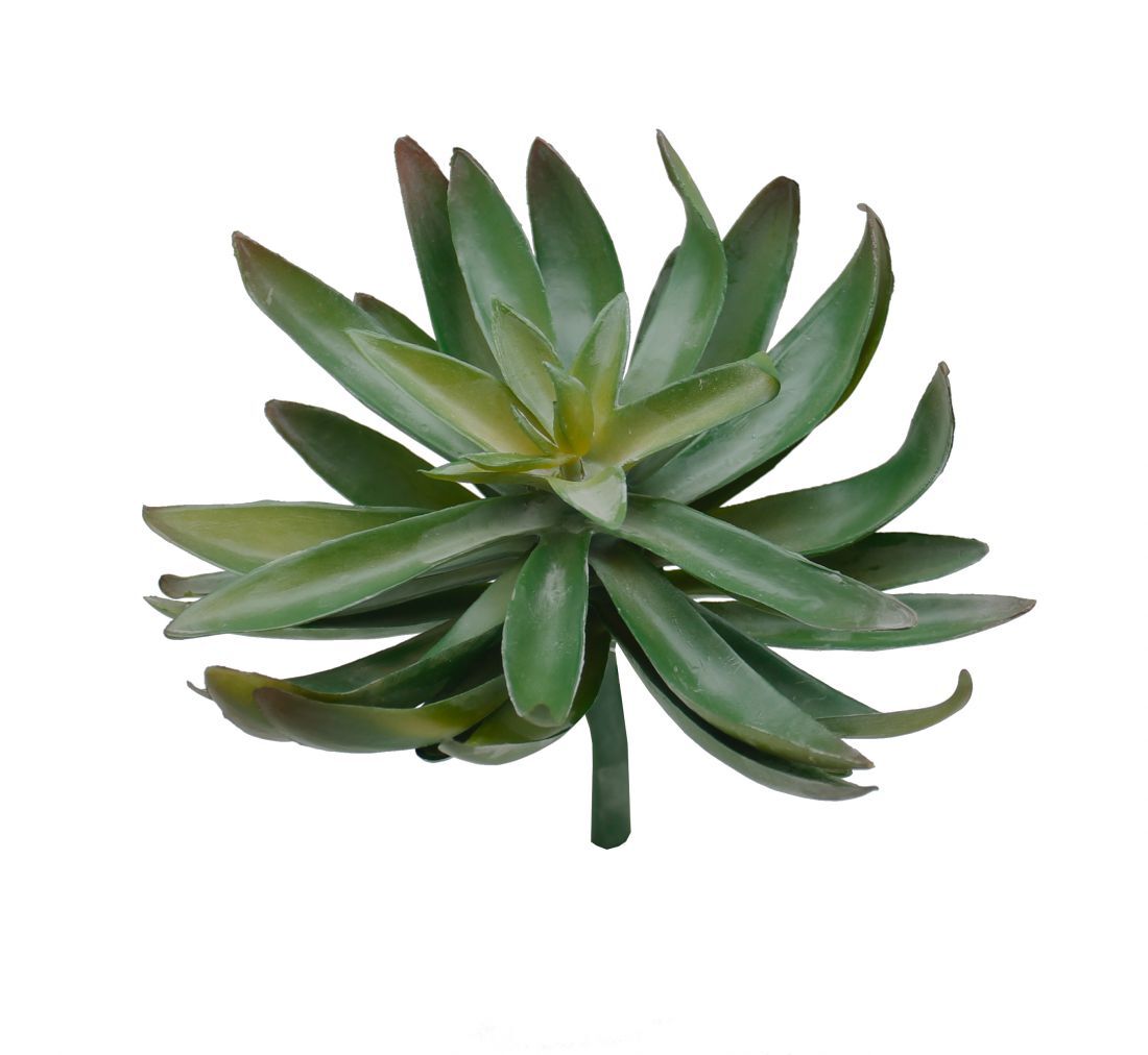 Botanicals - Succulent