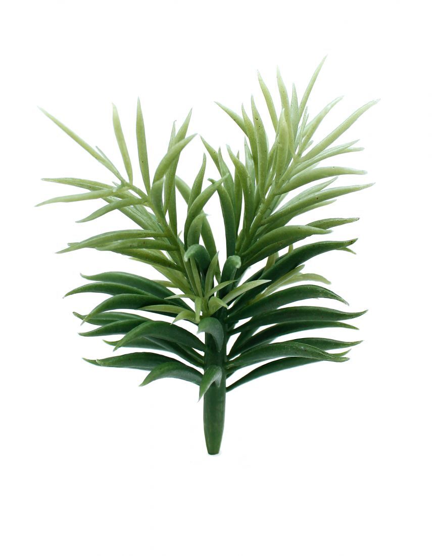 Botanicals - Succulent