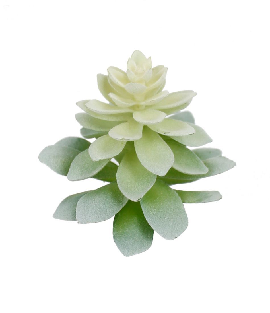 Botanicals - Succulent