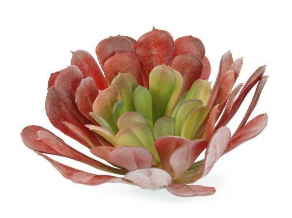 Botanicals - Succulent