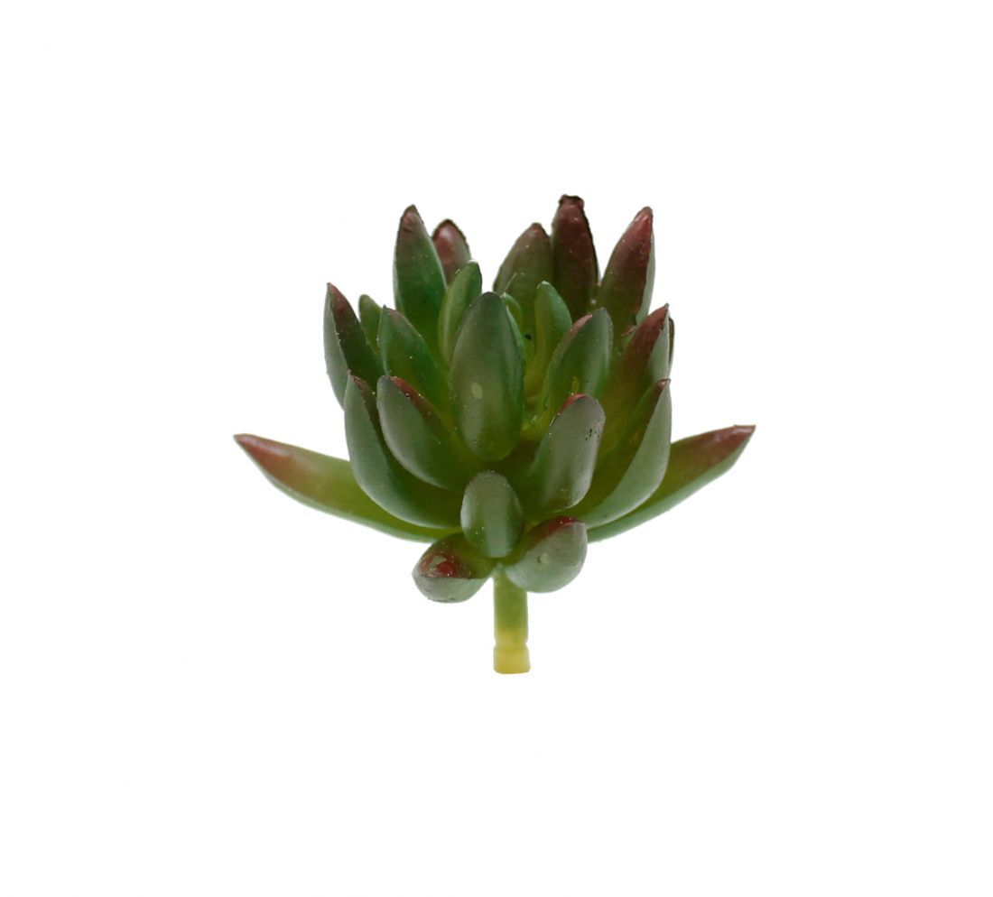 Botanicals - Succulent