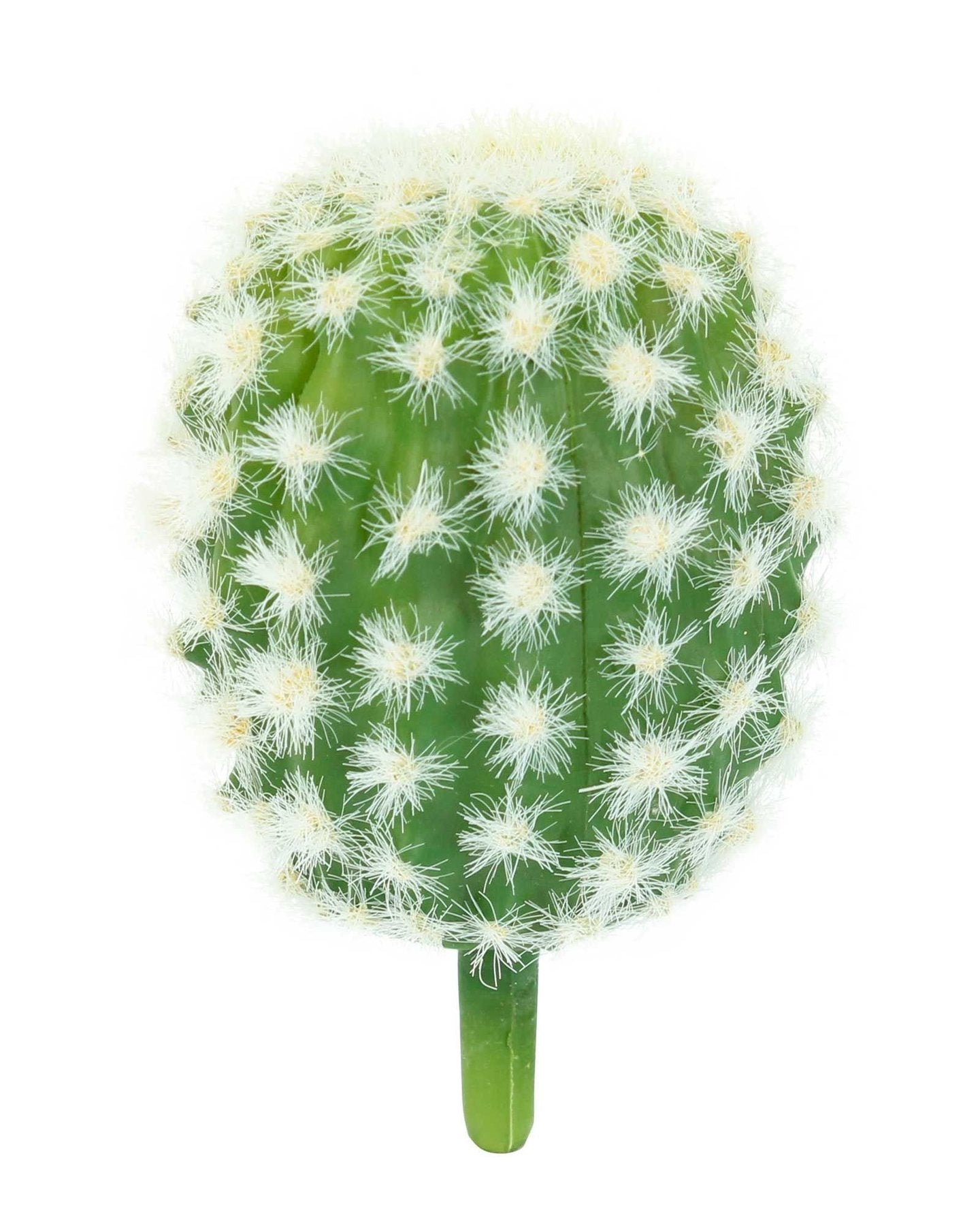 Botanicals - Succulent