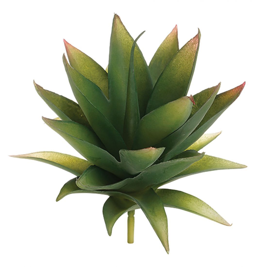 Botanicals - Succulent