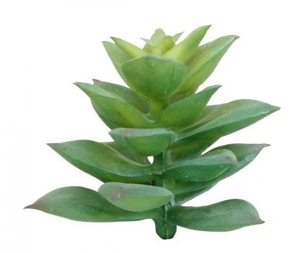 Botanicals - Succulent