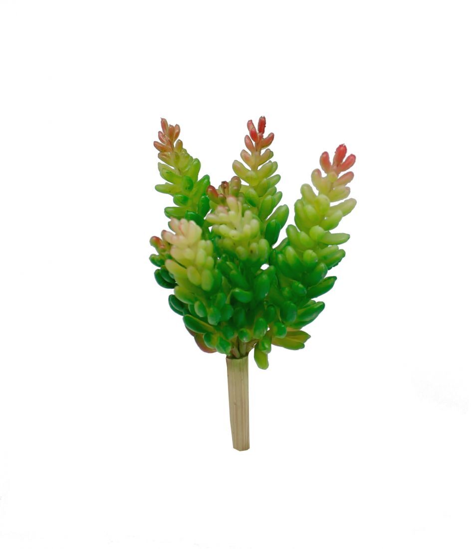 Botanicals - Succulent