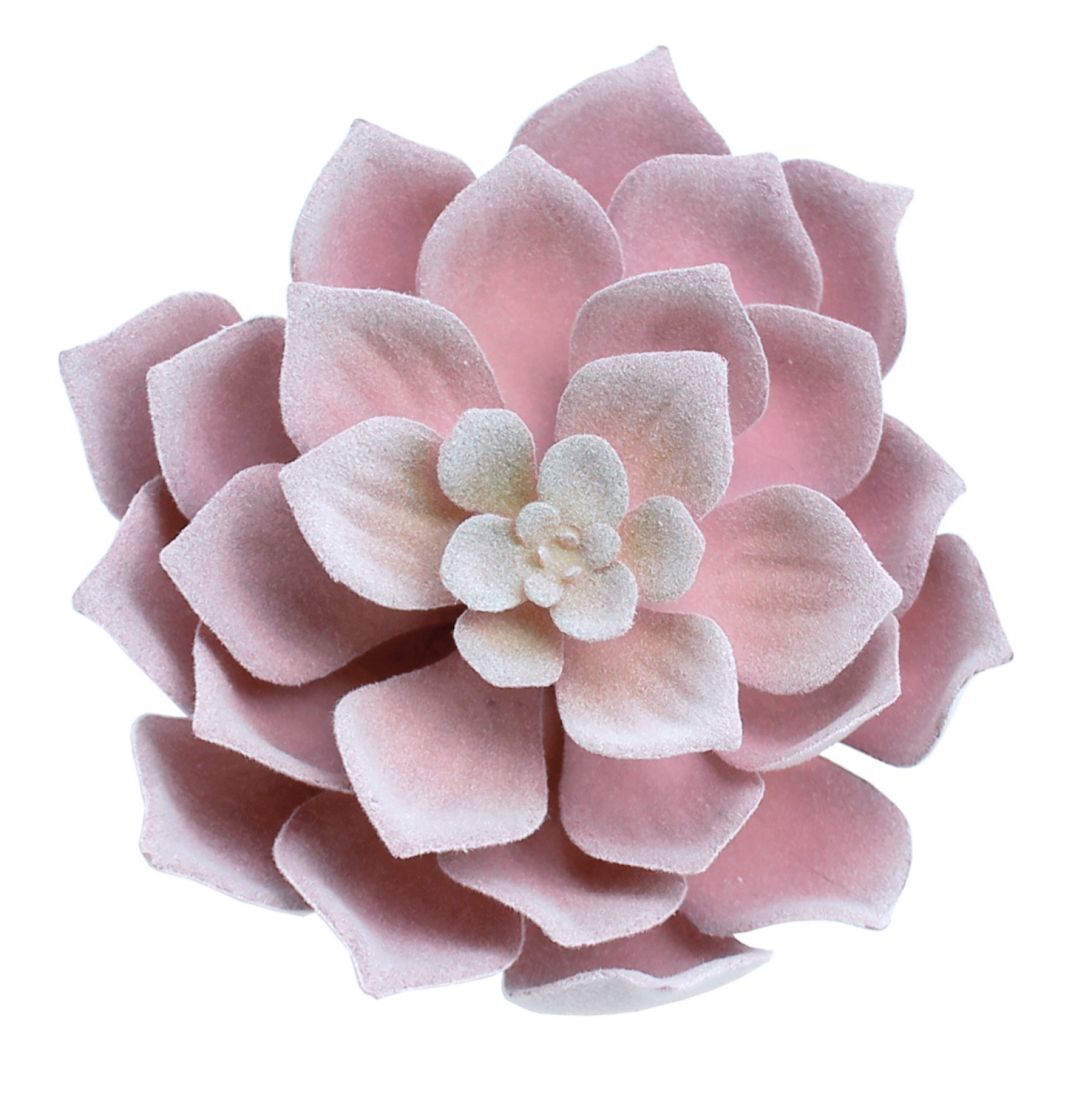 Botanicals - Succulent