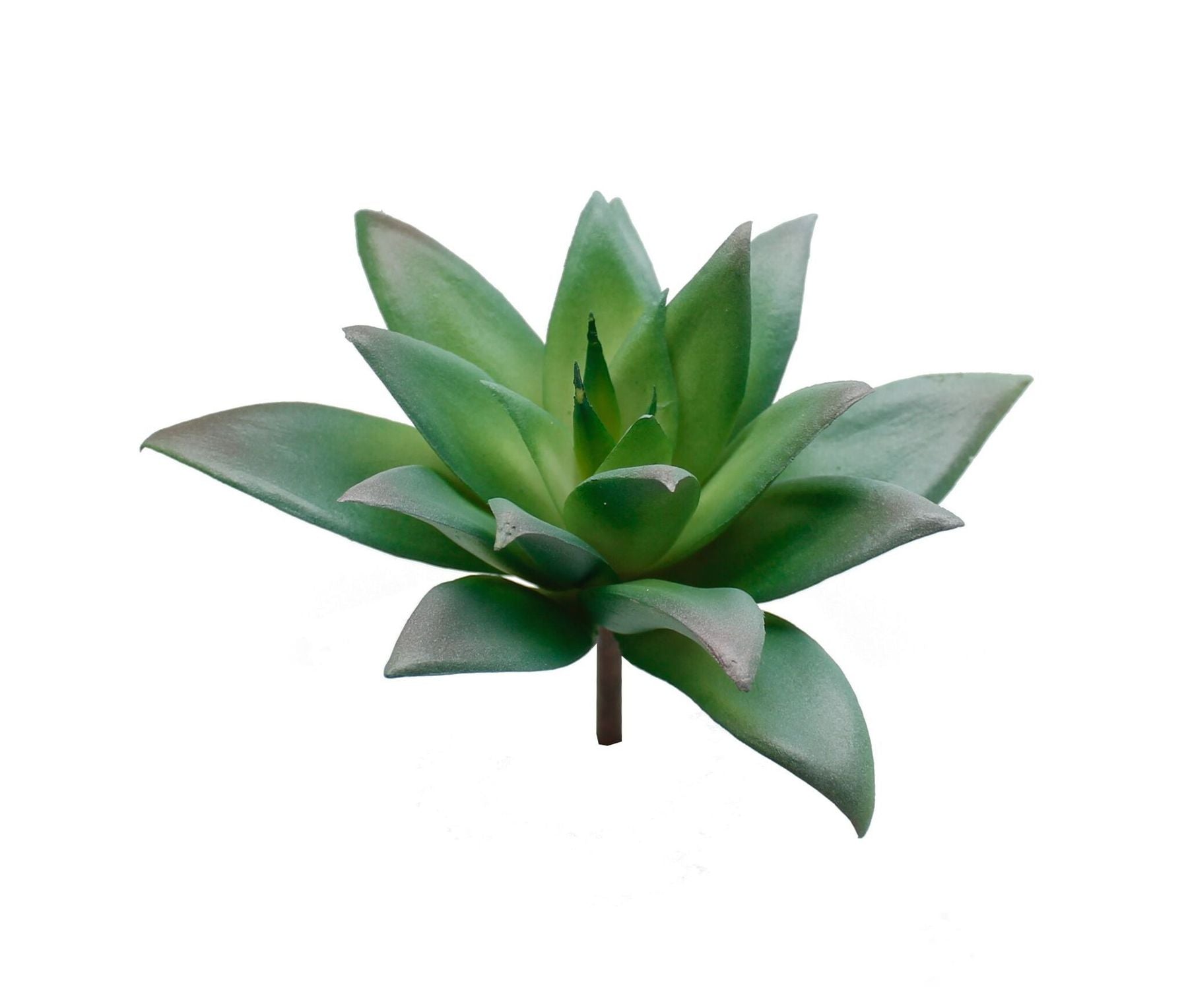 Botanicals - Succulent