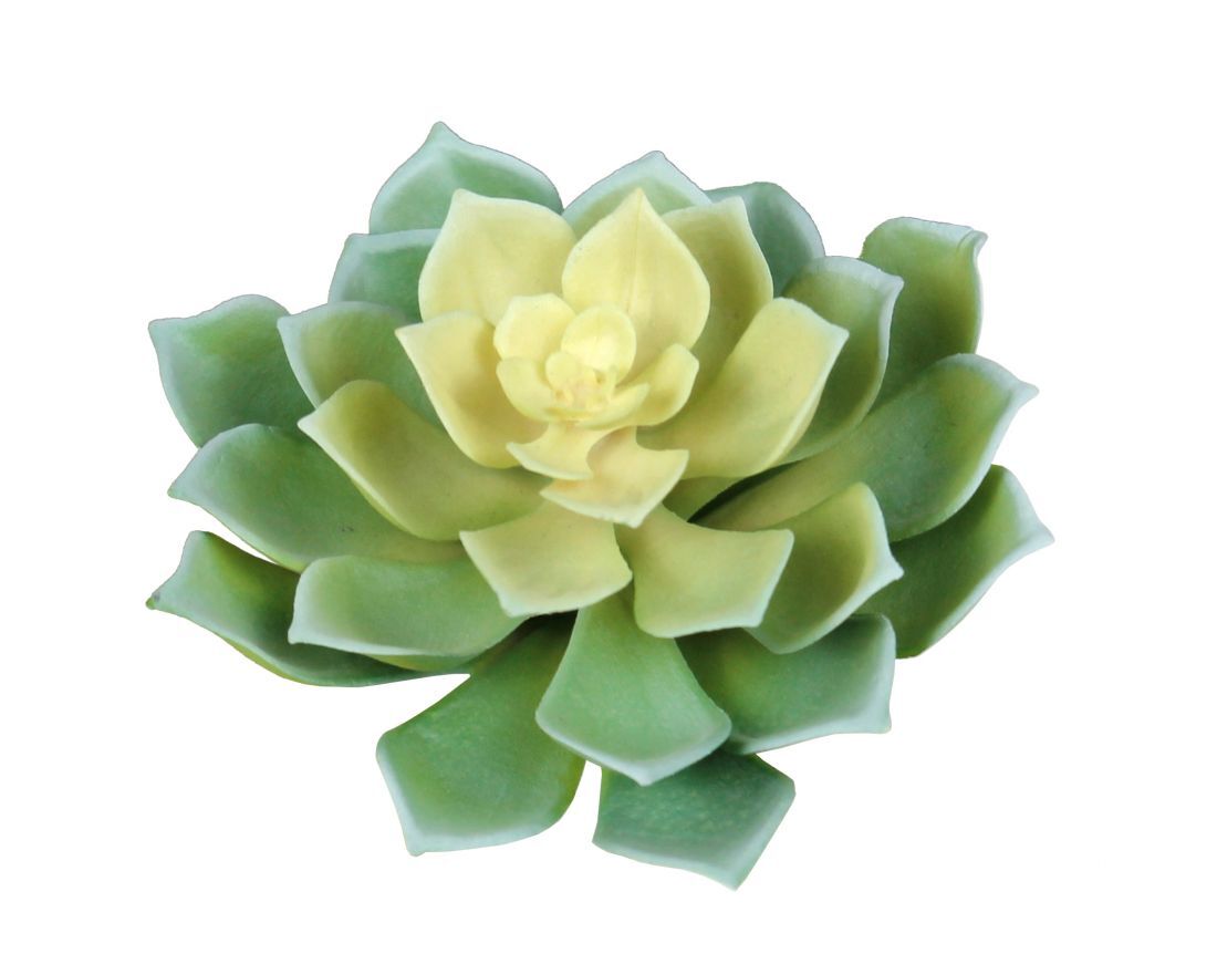 Botanicals - Succulent