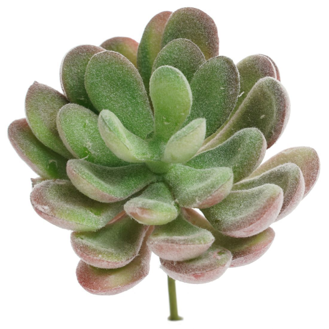 Botanicals - Succulent