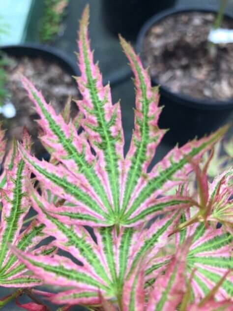 Acer palmatum 'Abigail Rose' Variegated Japanese Maple