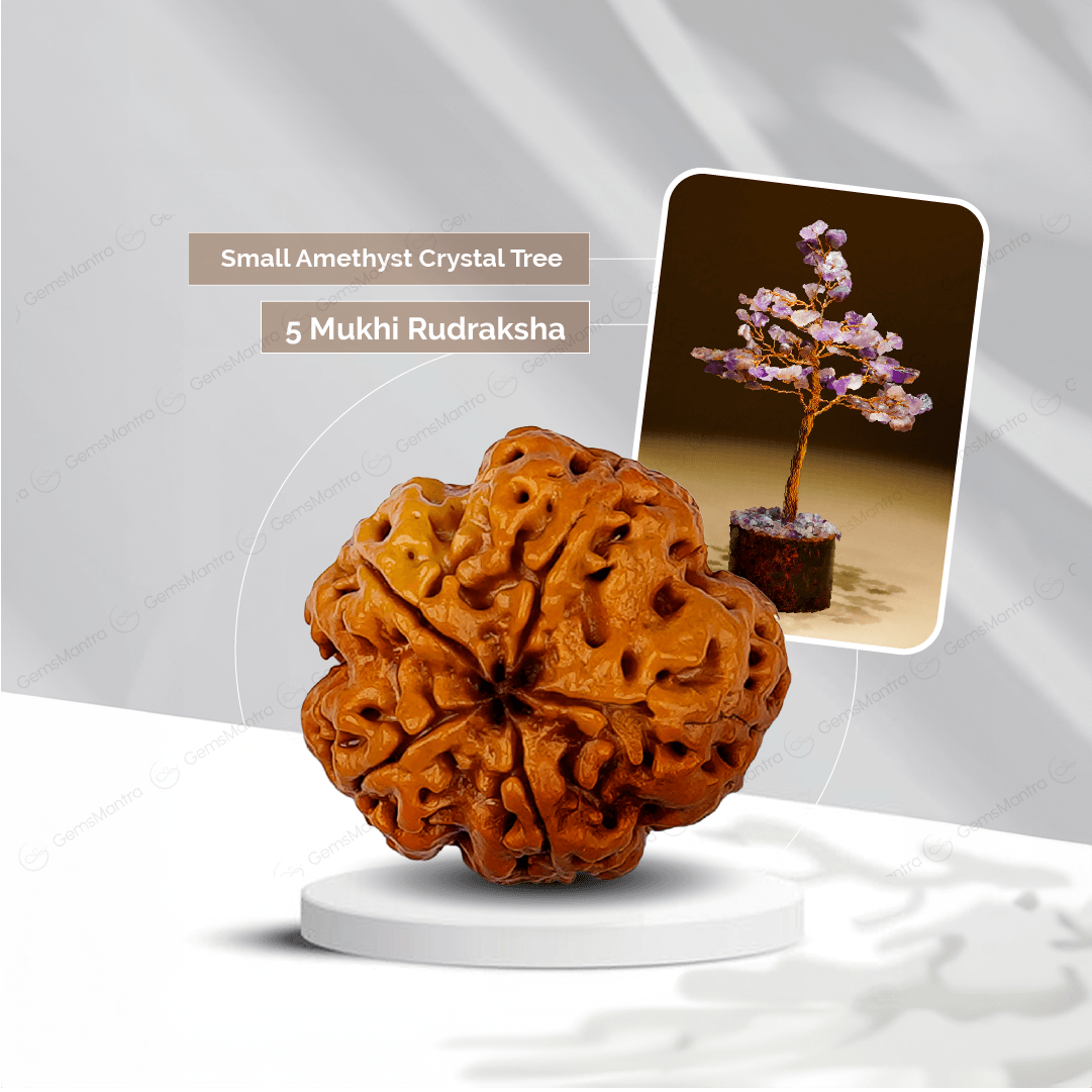 5 Mukhi Rudraksha + Small Amethyst Crystal Tree