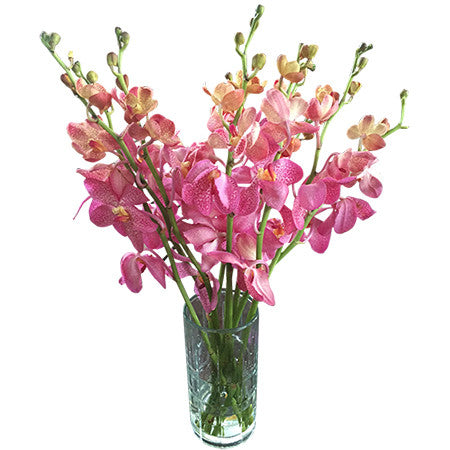 Pink Mokara Orchid Stems ( 10-pack)