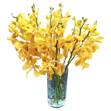 Yellow Mokara Orchid Stems( 10-pack)