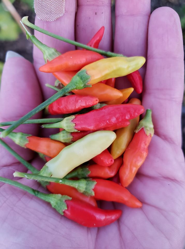 2020 Garden Challenge Seed Combo Pack