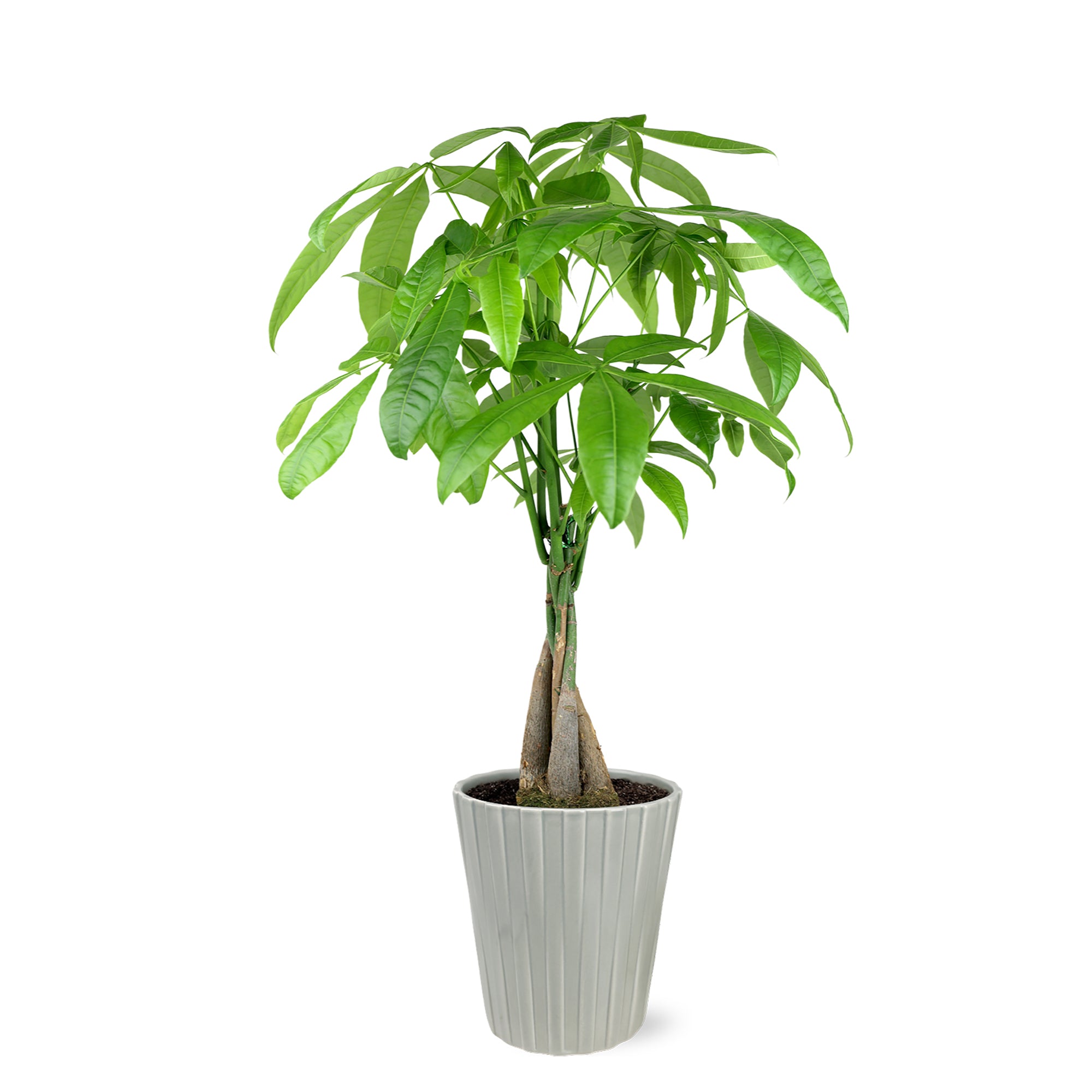Premium Money Tree in Grey Ceramic Pot