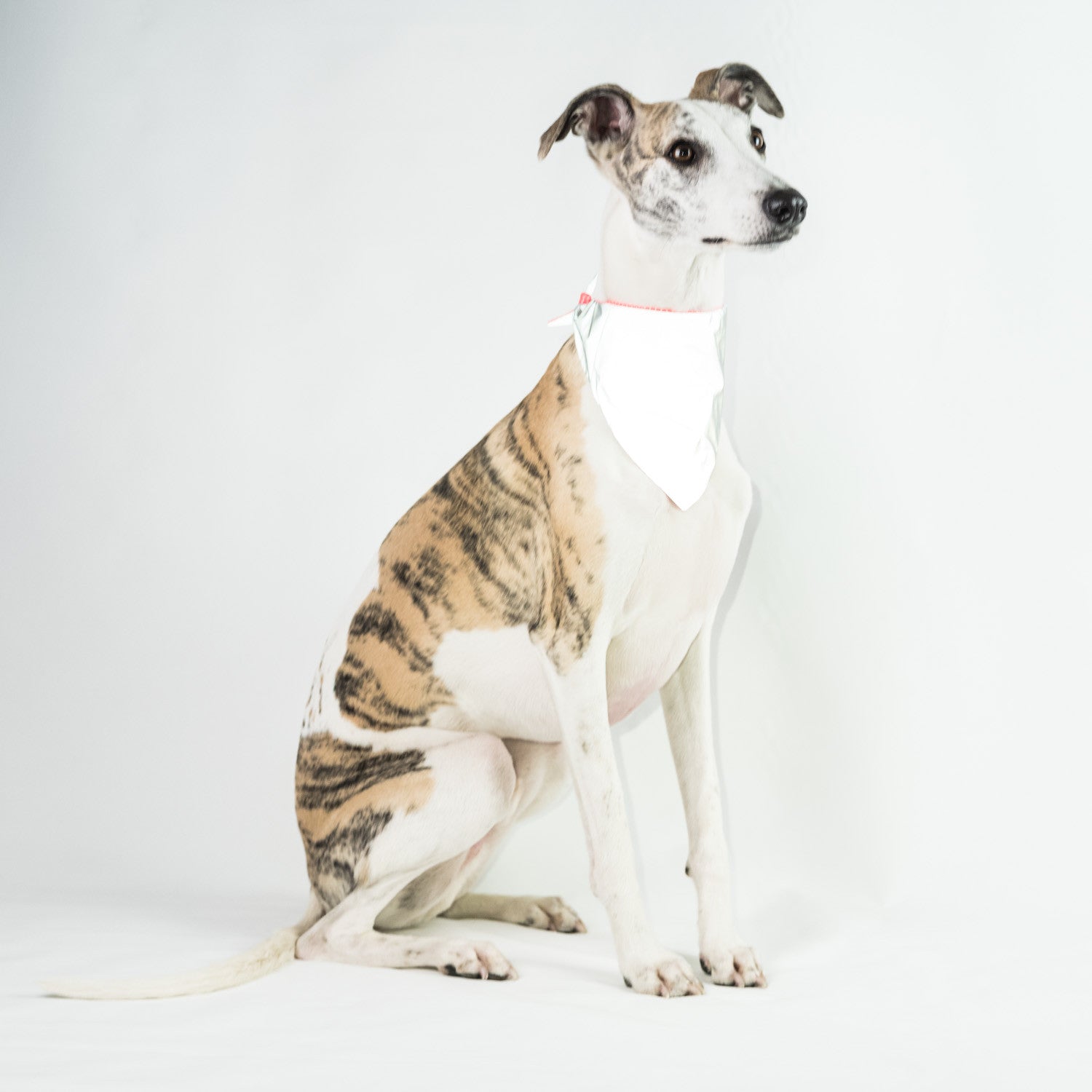 Cooling Dog Bandana Reflective