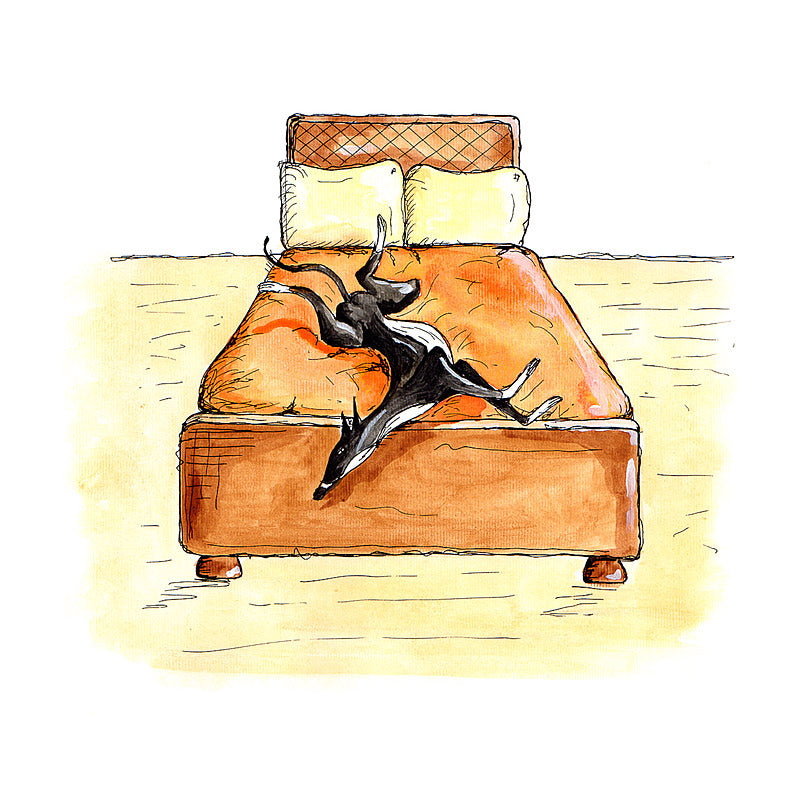 Greyhound Art Prints - 'Retired to Bed'