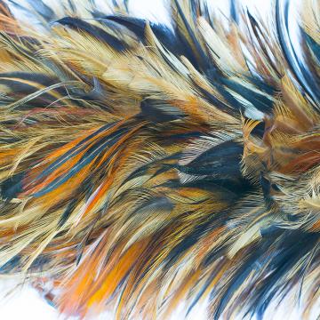 Abstract Royal Feathers Mural Wallpaper M9305 - Sample