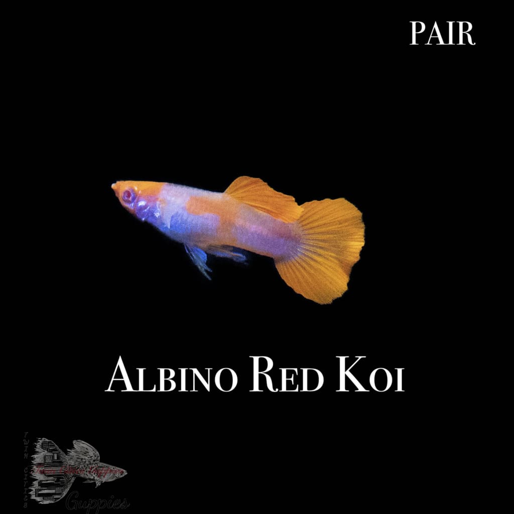 Albino Red Koi Pair