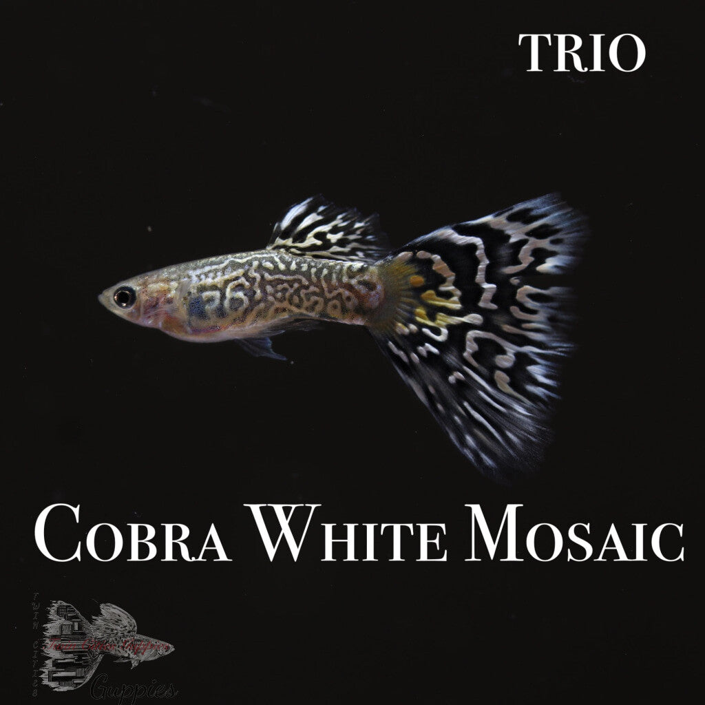 Cobra White Mosaic TRIO