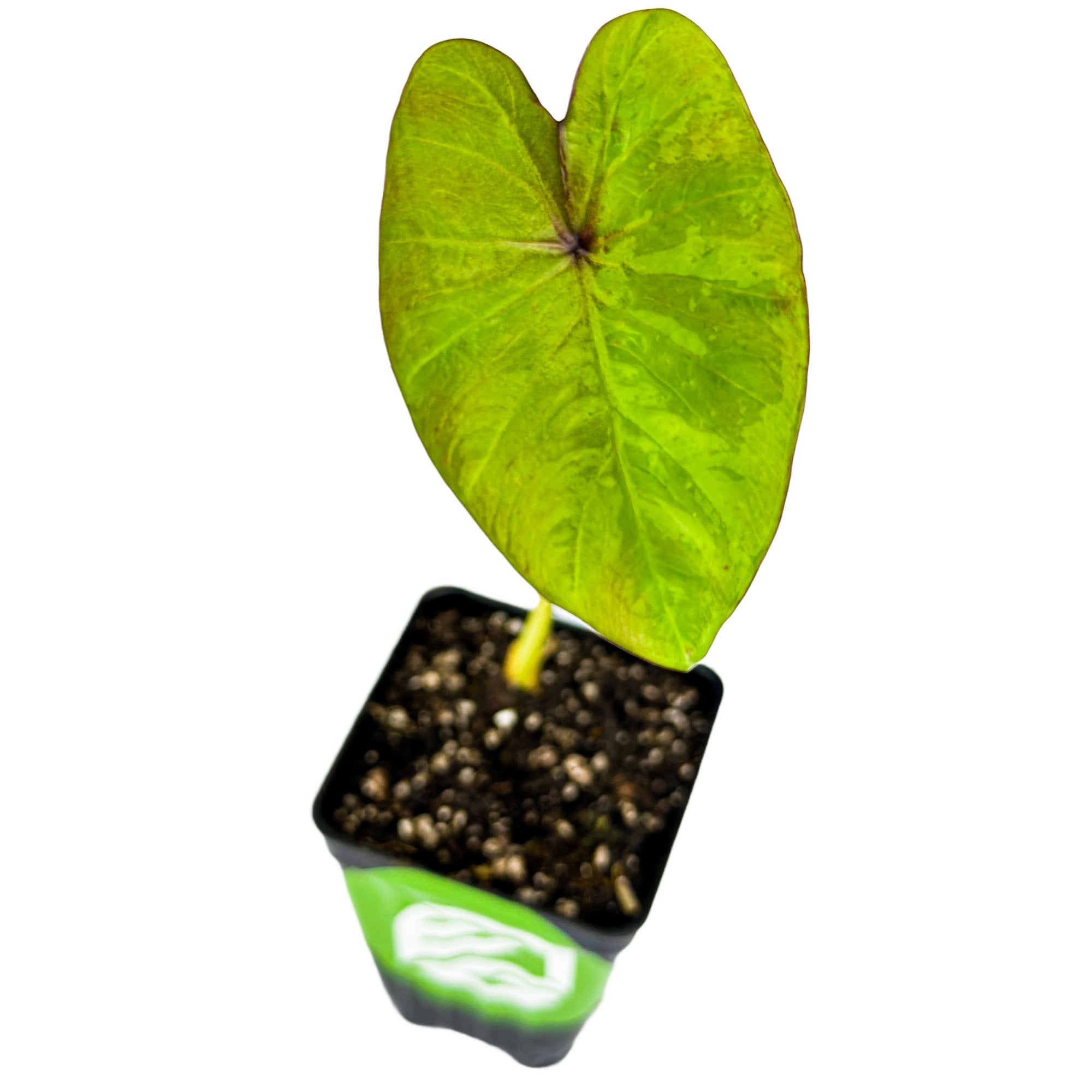 Bun Long Edible Elephant Ear - Colocasia esculenta