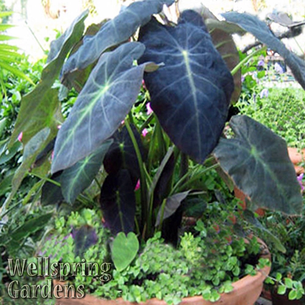 Black Beauty Elephant Ear - Colocasia antiquorum