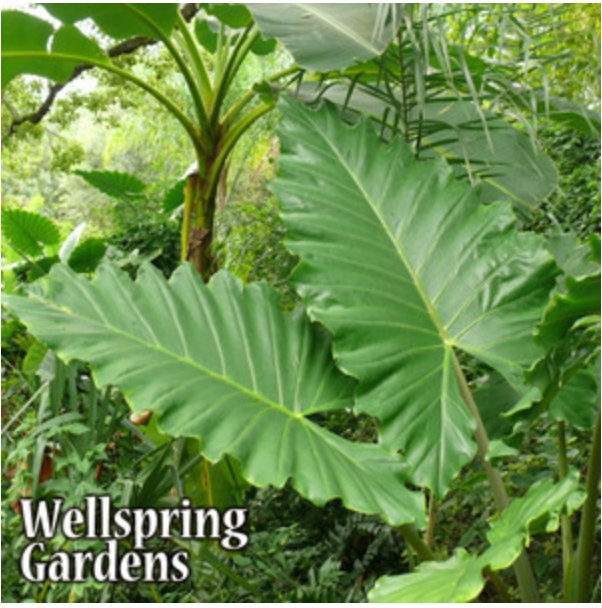 Boa Elephant Ear - Alocasia